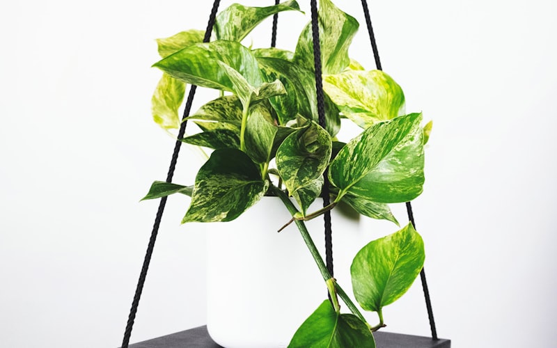 任意球直接破门，足球划出完美弧线绕过人墙